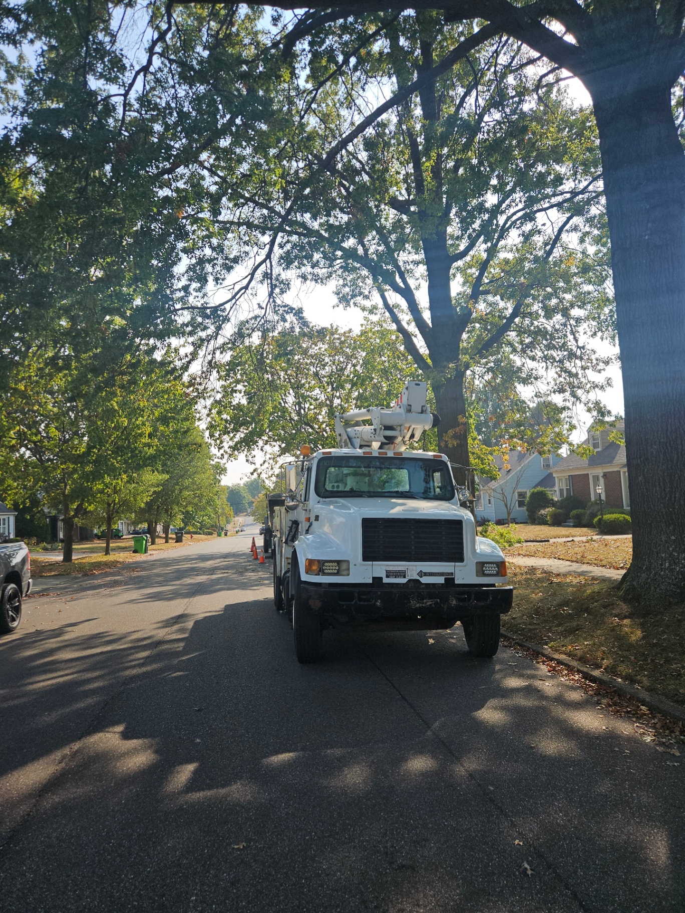 Tree Service in North Canton, OH | Anderson Tree Service